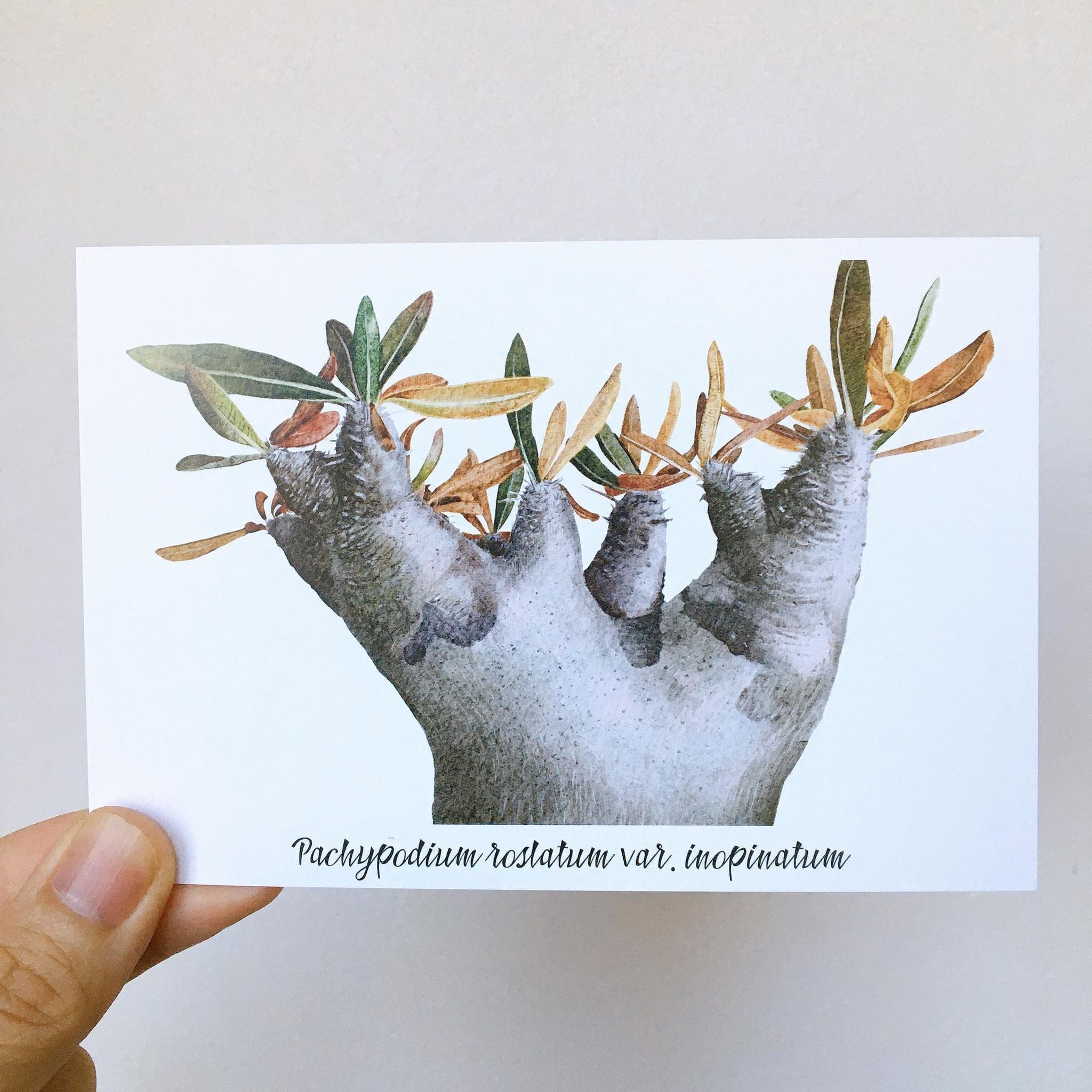 パキポディウム・イノピナツム ポストカード / Pachypodium inopinatum