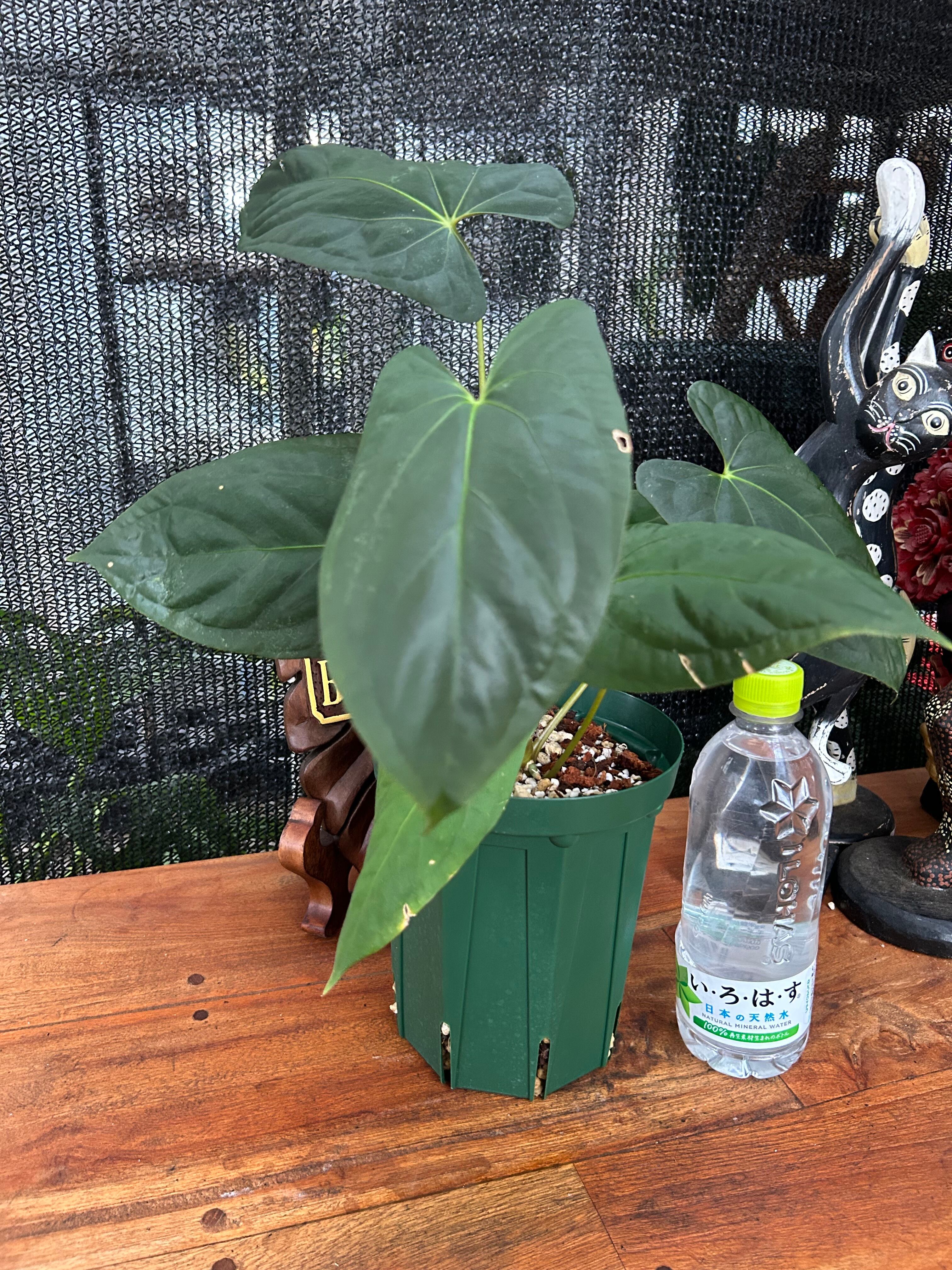 アンスリウム フォートシャーマン × ダークフェニックス | BA PLants