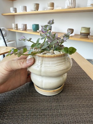 トラデスカンチア・ラベンダー