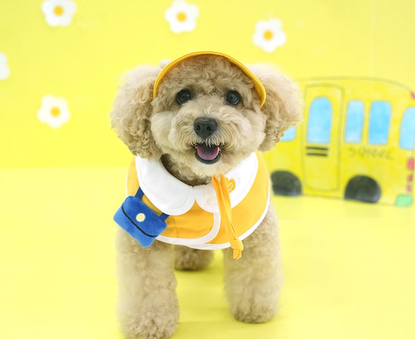 kindergarden cape & ball cap set 2color / 犬用 帽子 幼稚園 ケープ バンダナ スカーフ アクセサリー ドッグウェア ペット用 cap 被り物 お揃い お出かけ お揃い 撮影会 ban18