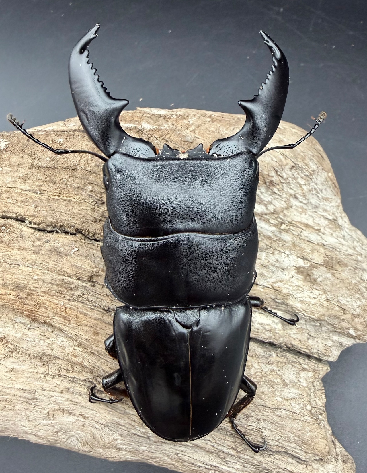 【WD】《スマトラオオヒラタ アチェ産 95mm ペア》