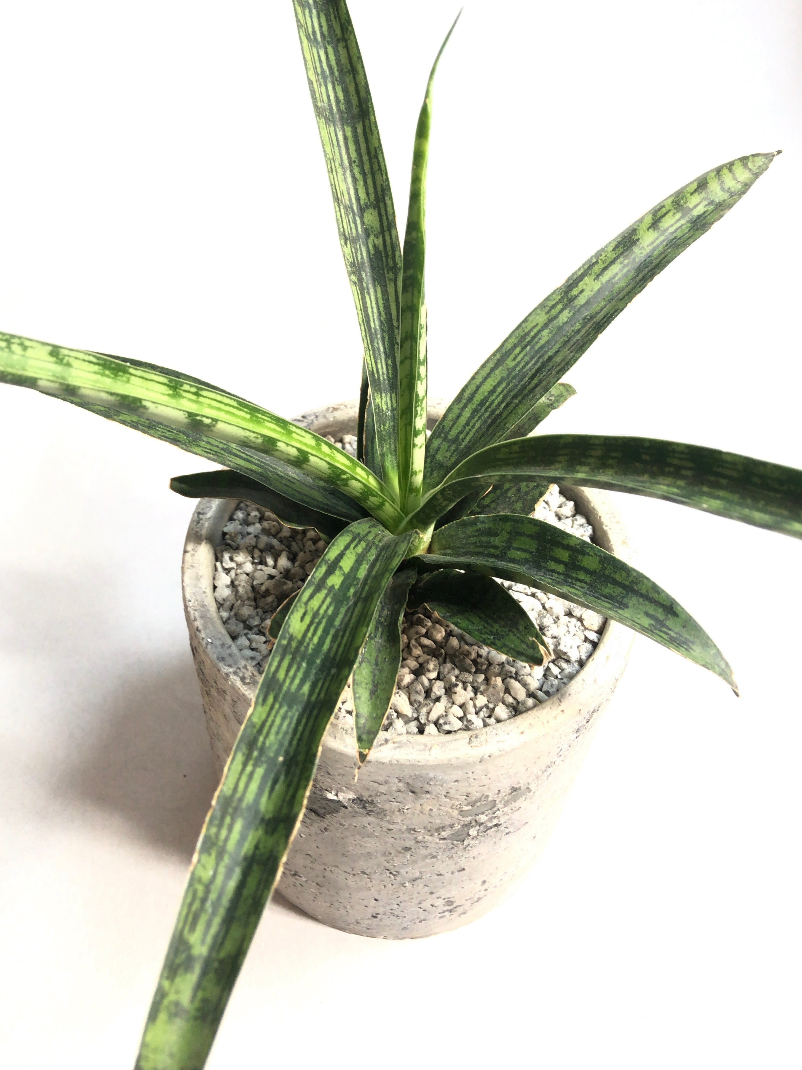 サンセベリア・レディチャーム | trigger