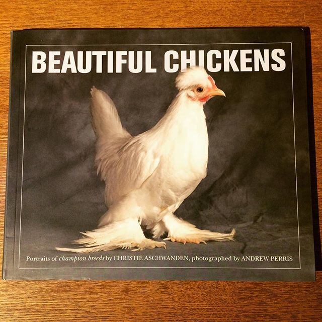 写真集「Beautiful Chickens」 - 画像1
