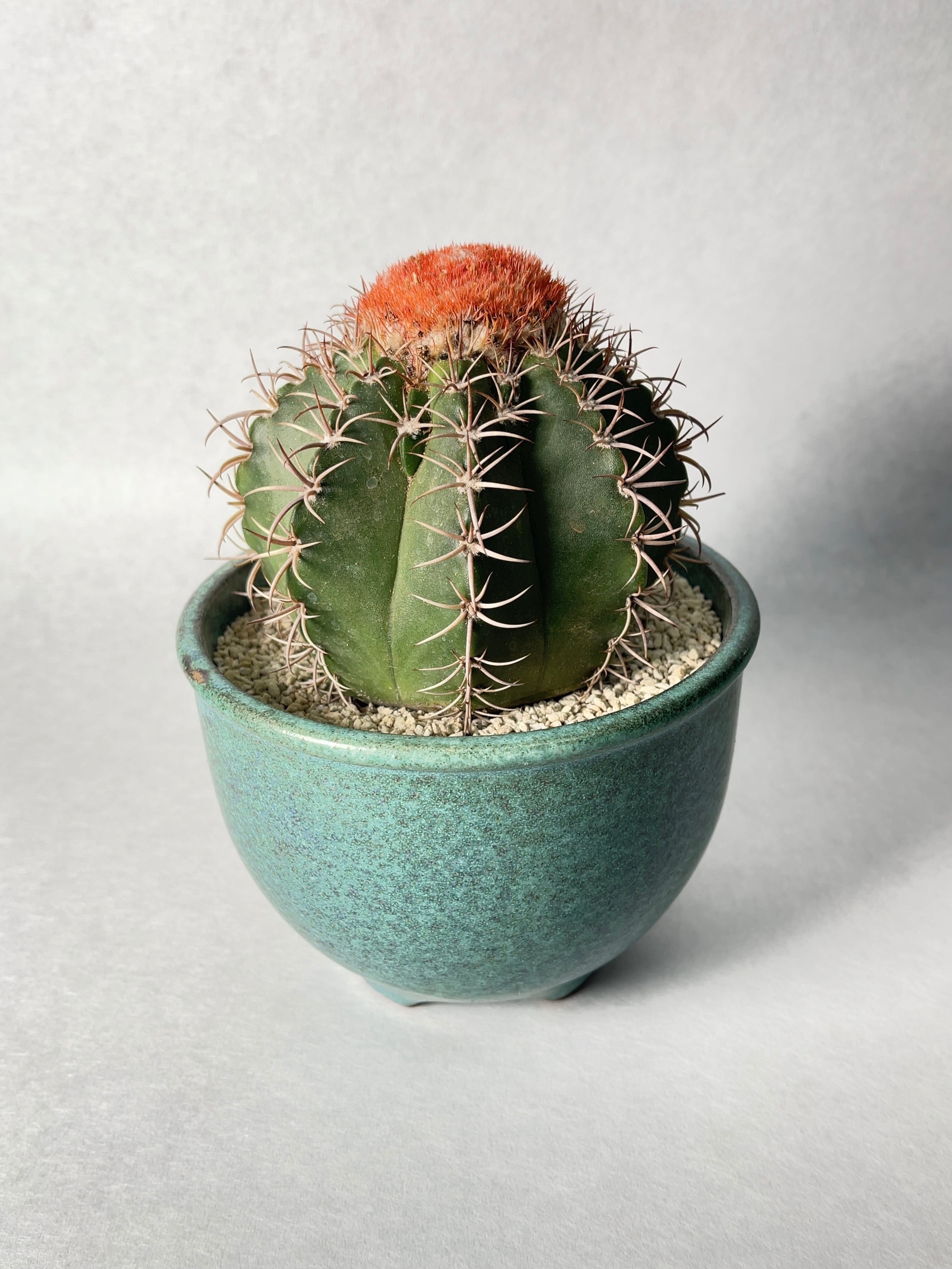 メロカクタス・朱雲 | trigger