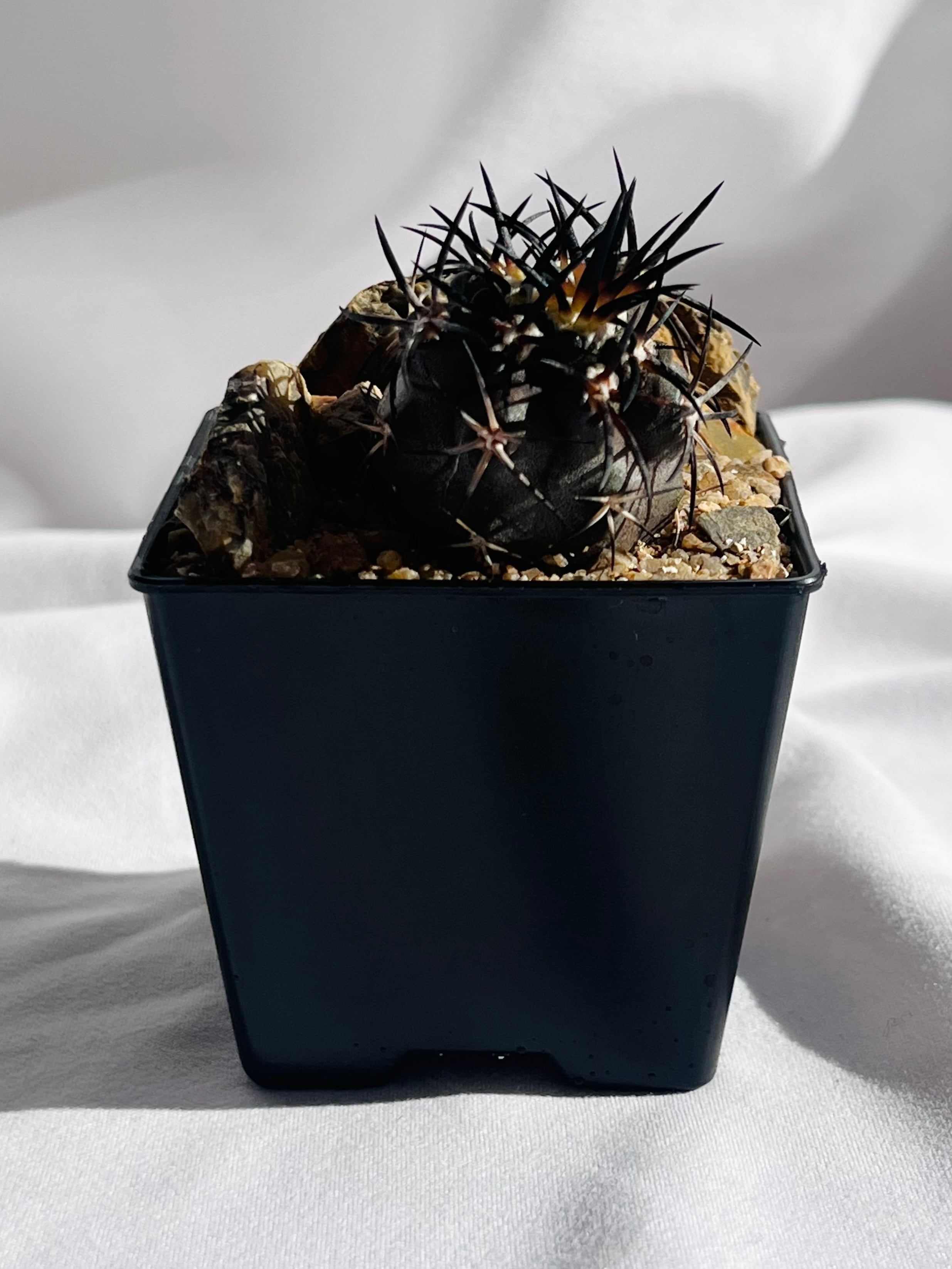 Copiapoa dura コピアポア デュラ 銅鑼丸 サボテン | plants Copiapoa dura コピアポア デュラ 銅鑼丸 サボテン | plants