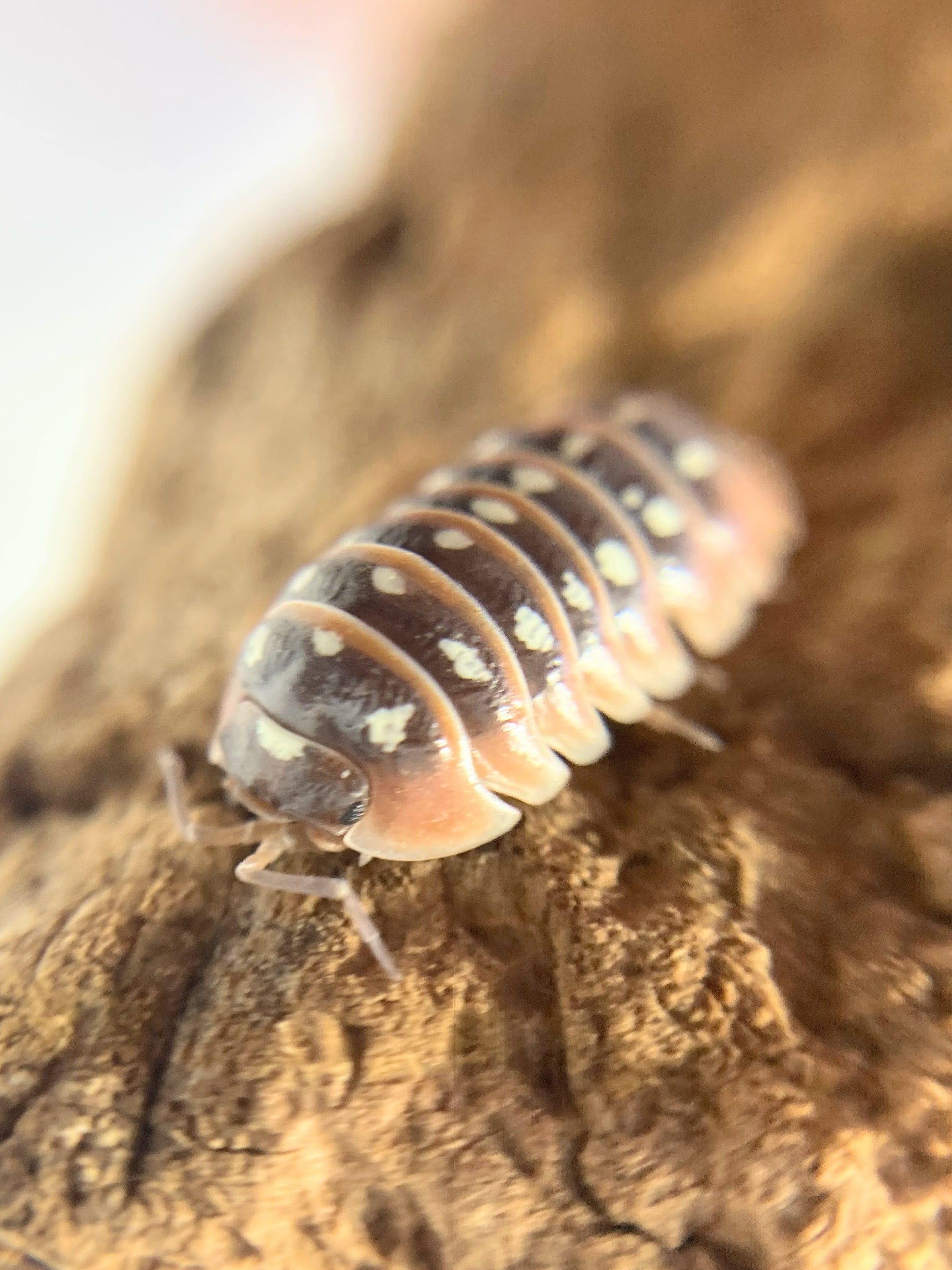 1a24a6a0824208dc3c232f0f0720cc