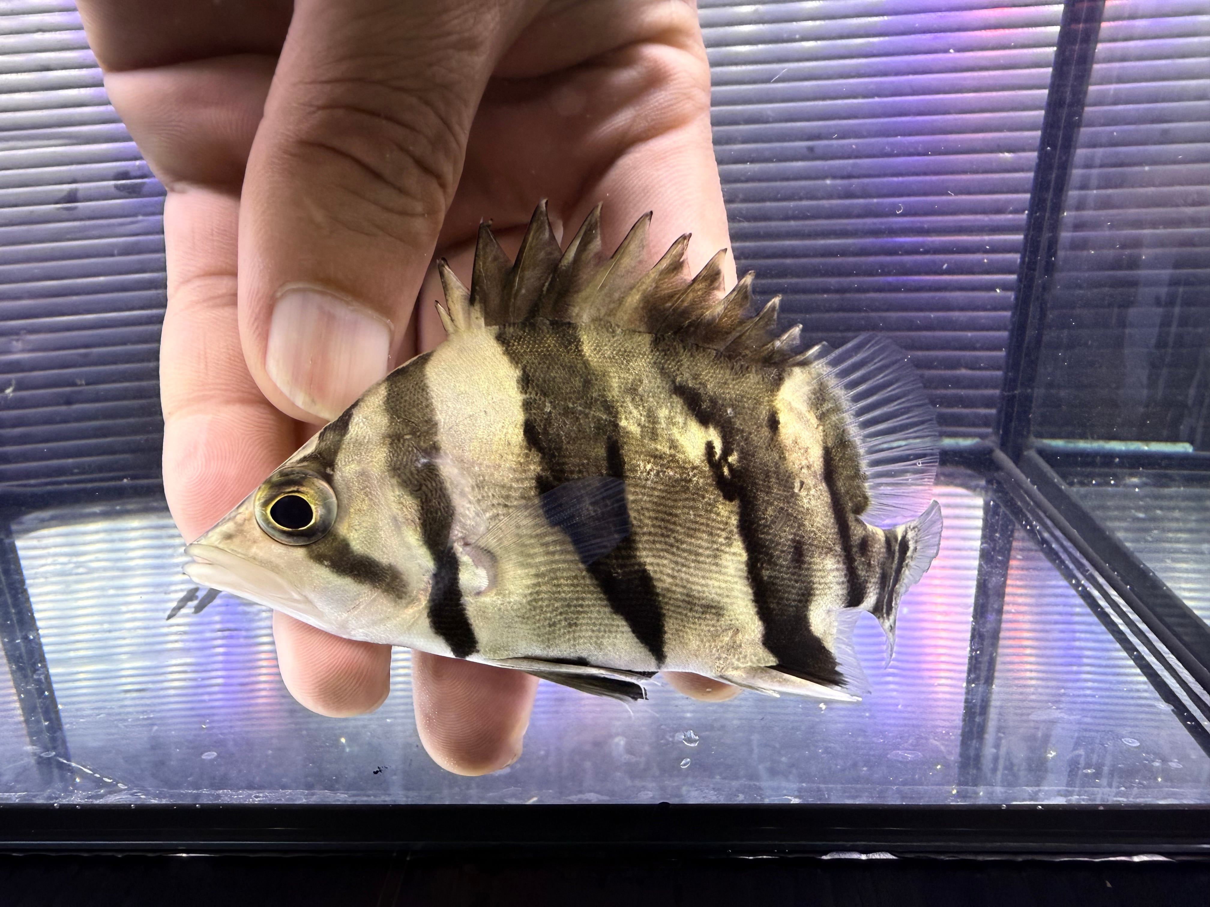 ダトニオ リアルバンド 　 ダトニオリアルバンド 11.5㎝前後 | アクアショップ ビリーケン