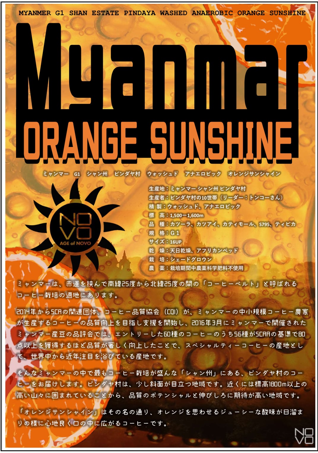 ミャンマー ORANGE SUNSHINE G1 シャン州 ピンダヤ村 アナエロビック