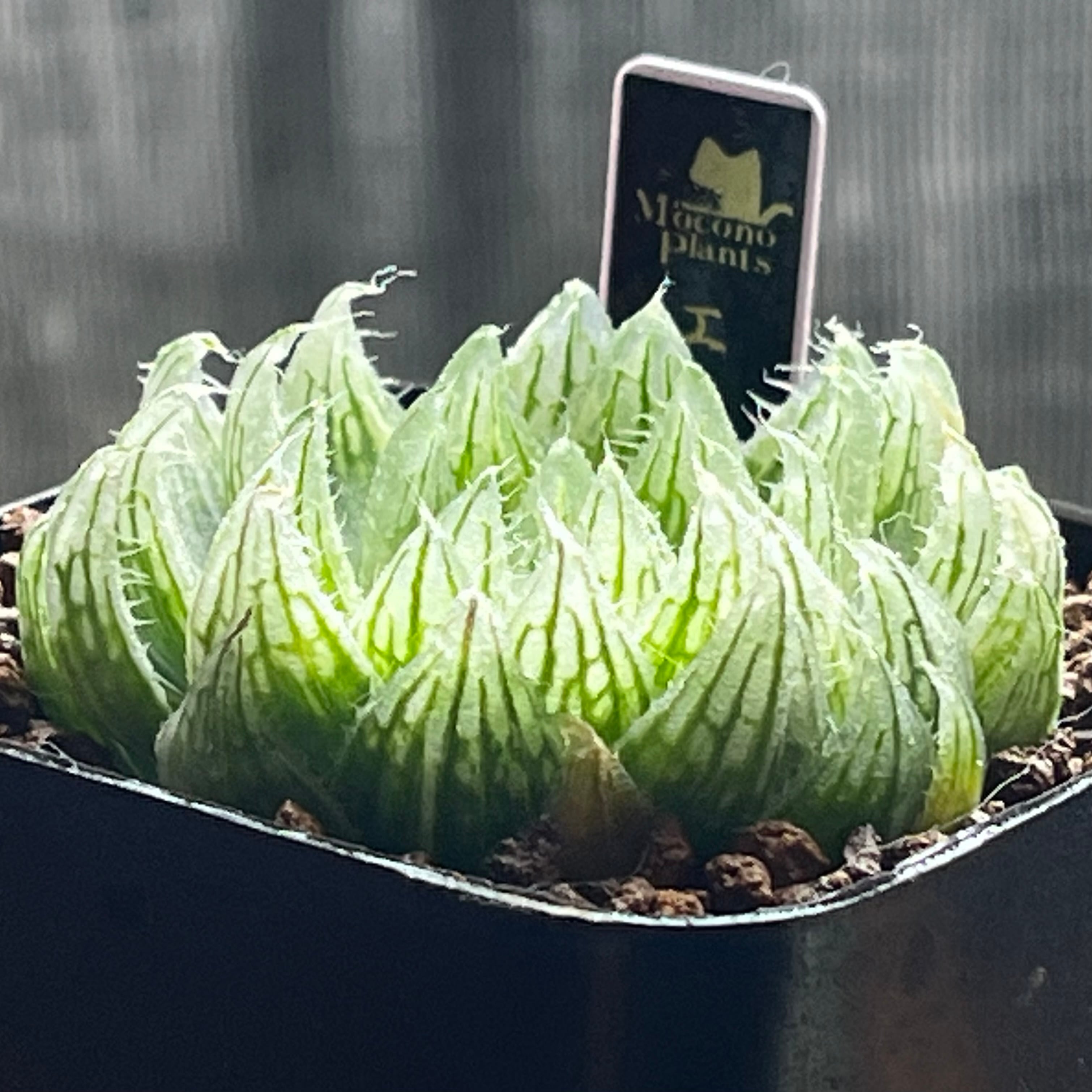 ハオルチア エメラルドLED錦 | mocono_plants