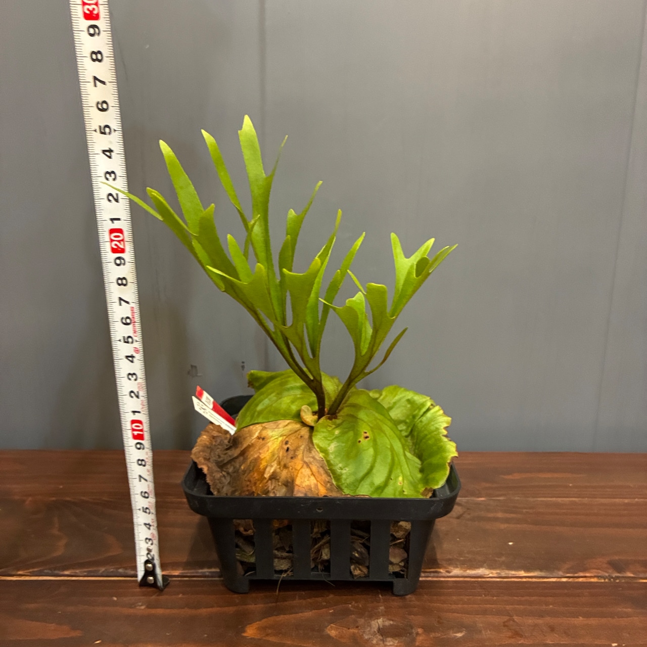 【抽選販売】【限定価格】【伊藤蟻】ビカクシダ リドレイ (upright cluster fronds #1) sporeling(限定3)
