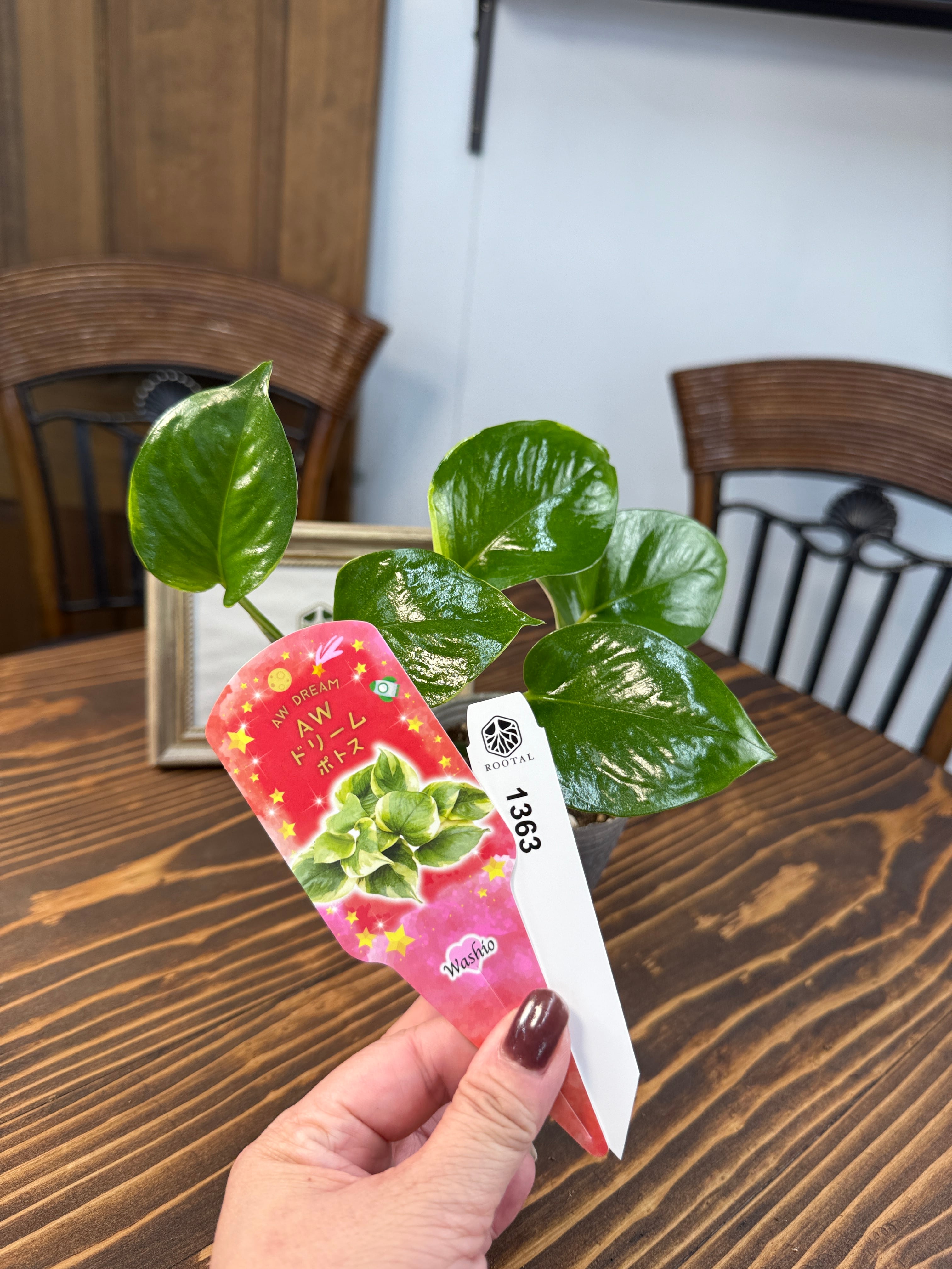 ★★1363【唯一無二の一品】【鷲尾園芸オリジナル商品】 ポトス AWドリーム