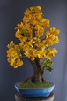盆栽 イチョウ Ginkgo Tree Bonsai #19