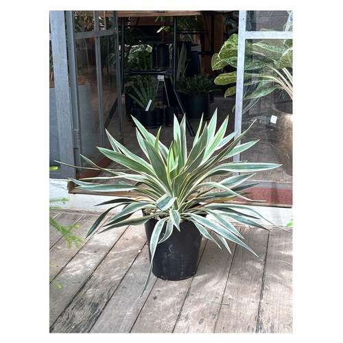 Yucca gloriosa 'Variegata'