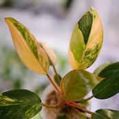 フィロデンドロン・レッドコンゴ / Philodendron Red Congo⑤