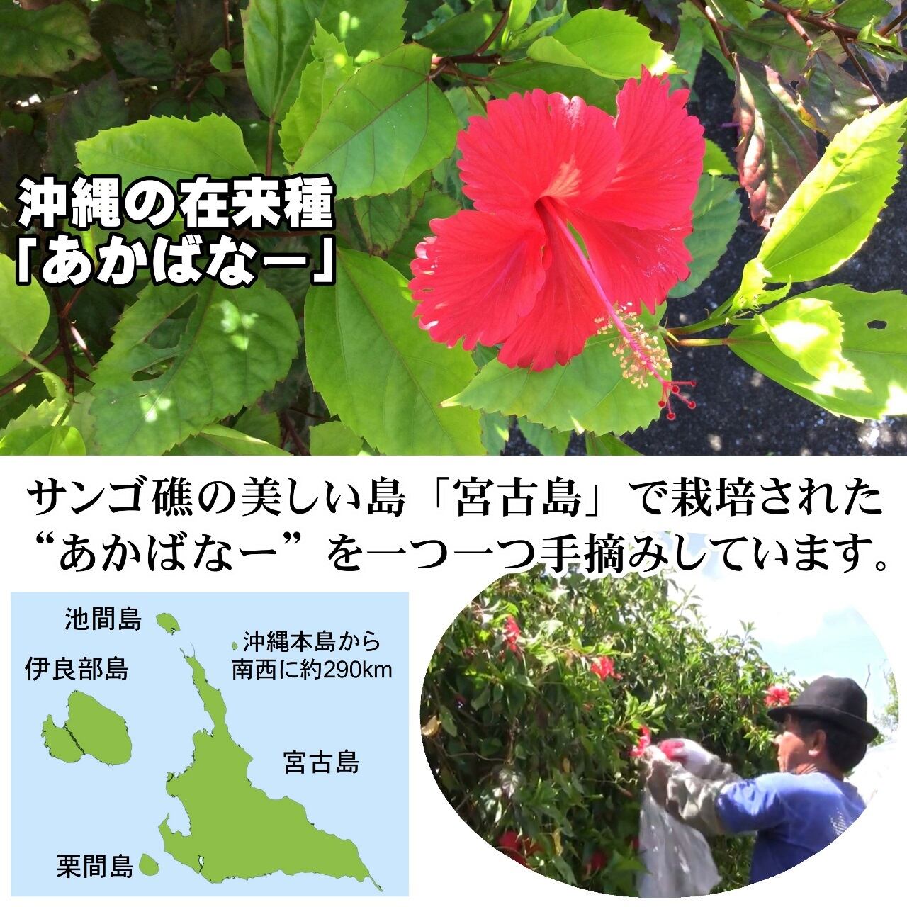 定期購入】ハイビスカス Beni 500ml×6本 (7026-T6) | おきなわ晴家