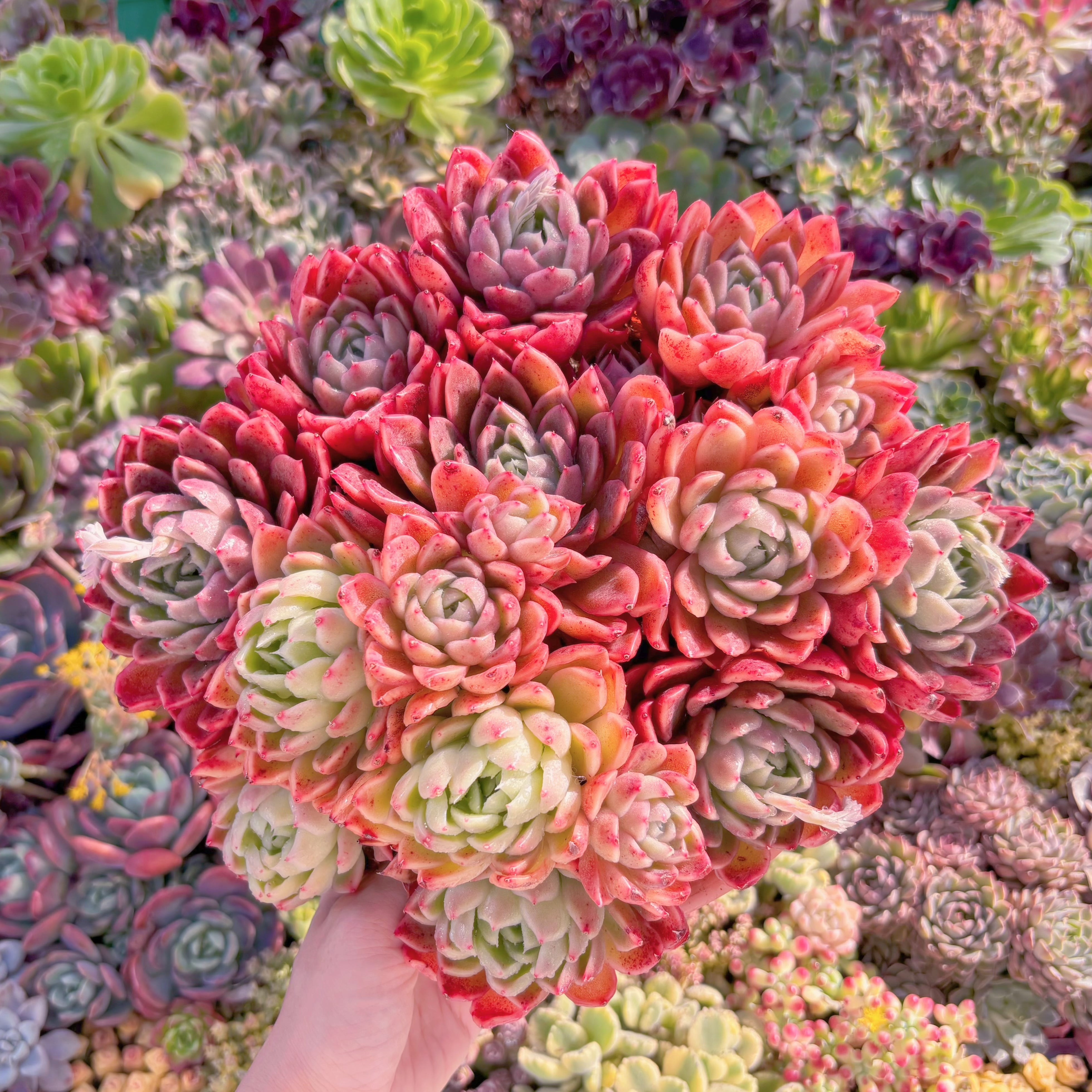 現品　緋色の魔女#A082　新入荷　るる農園