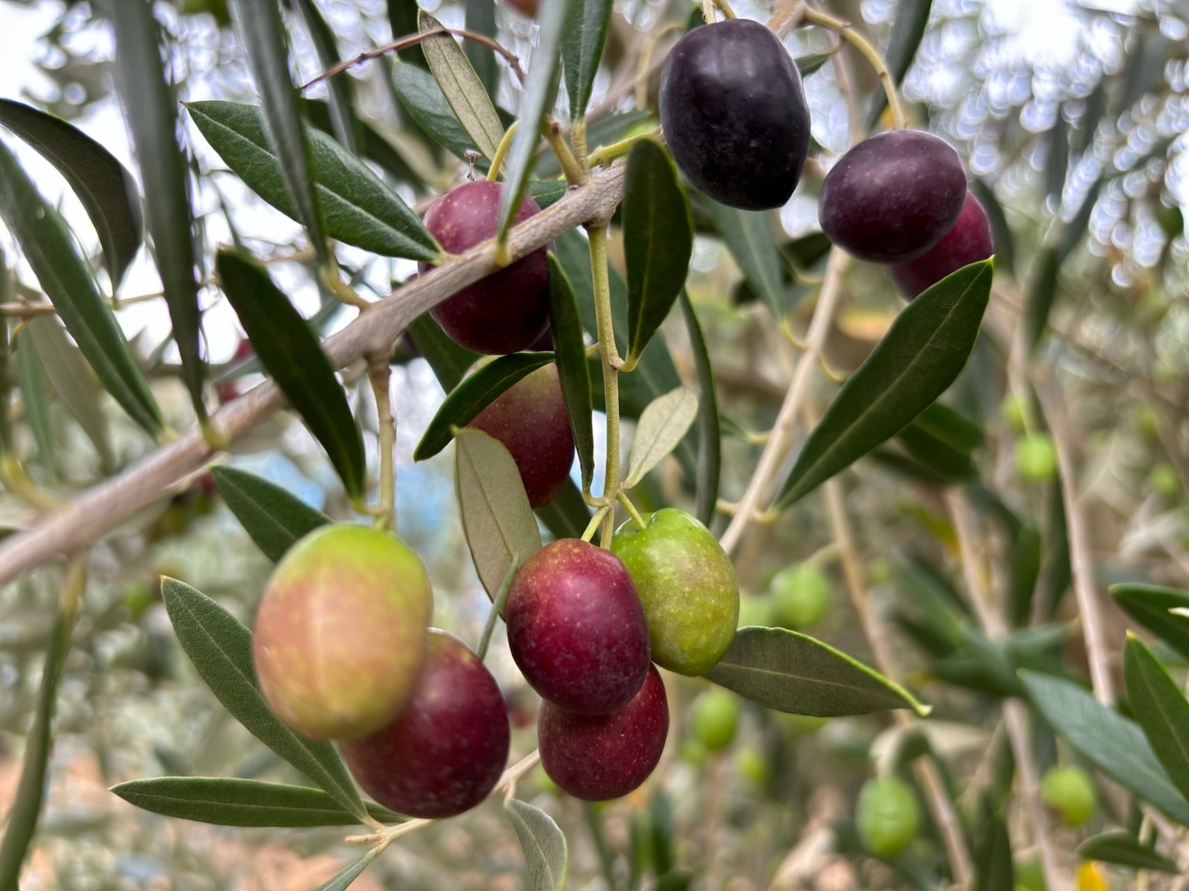 横浜オリーブ  NO3  Green Toscana　エクストラバージンオリーブオイル 120ml