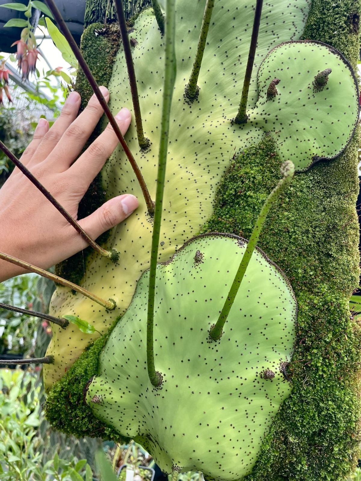 レカノプテリス・ミラビリス　Lecanopteris mirabilis Lecanopteris mirabilis (PNG) | 伊藤蟻植物農園