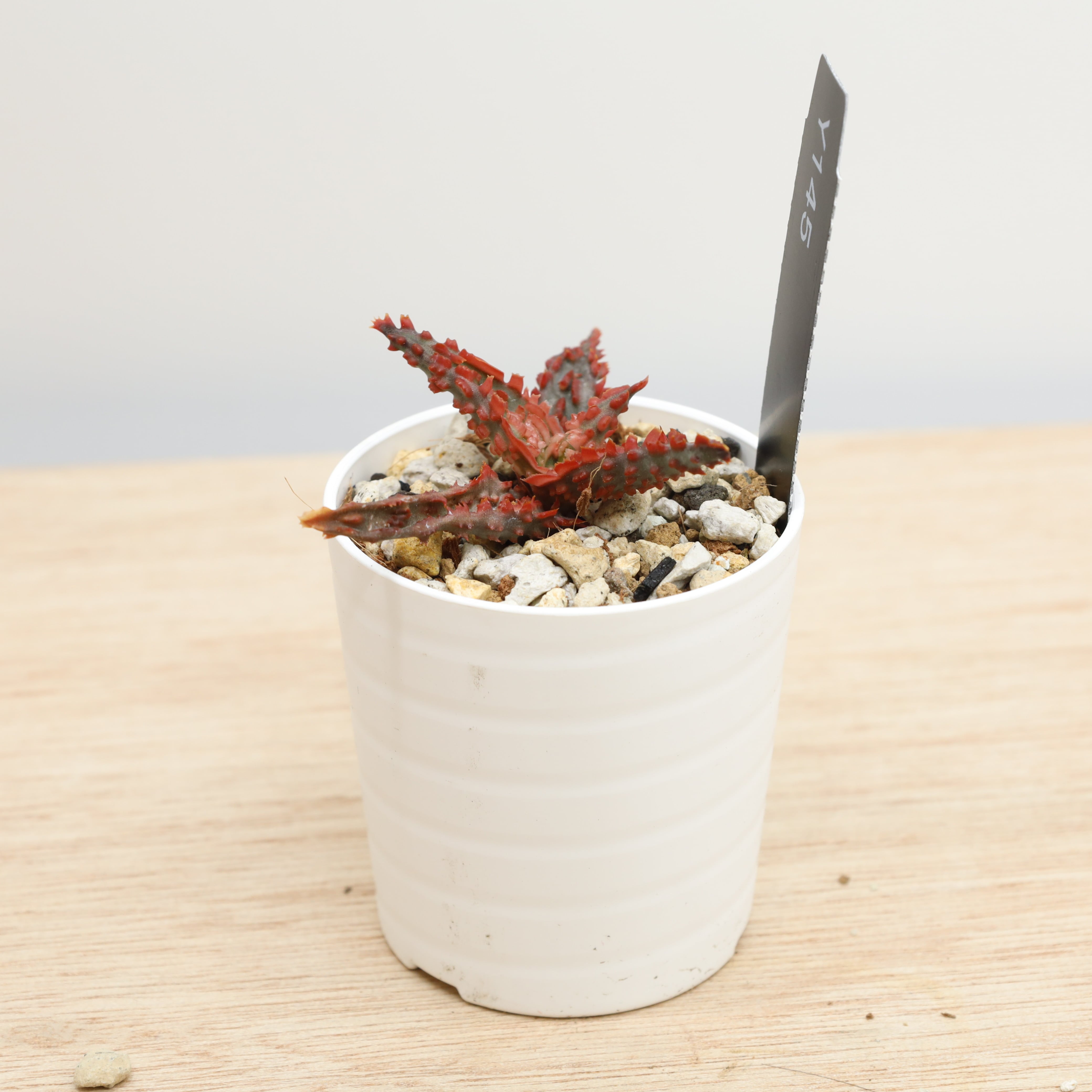 アロエ ラバ | THE CORE