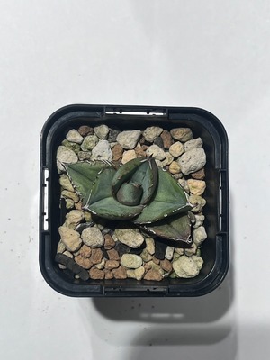 【 A-5 】oteroi seedling ①