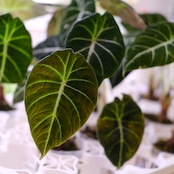 Alocasia reginula 'Variegated' / アロカシア ブラックベルベット【お得なまとめ売り】