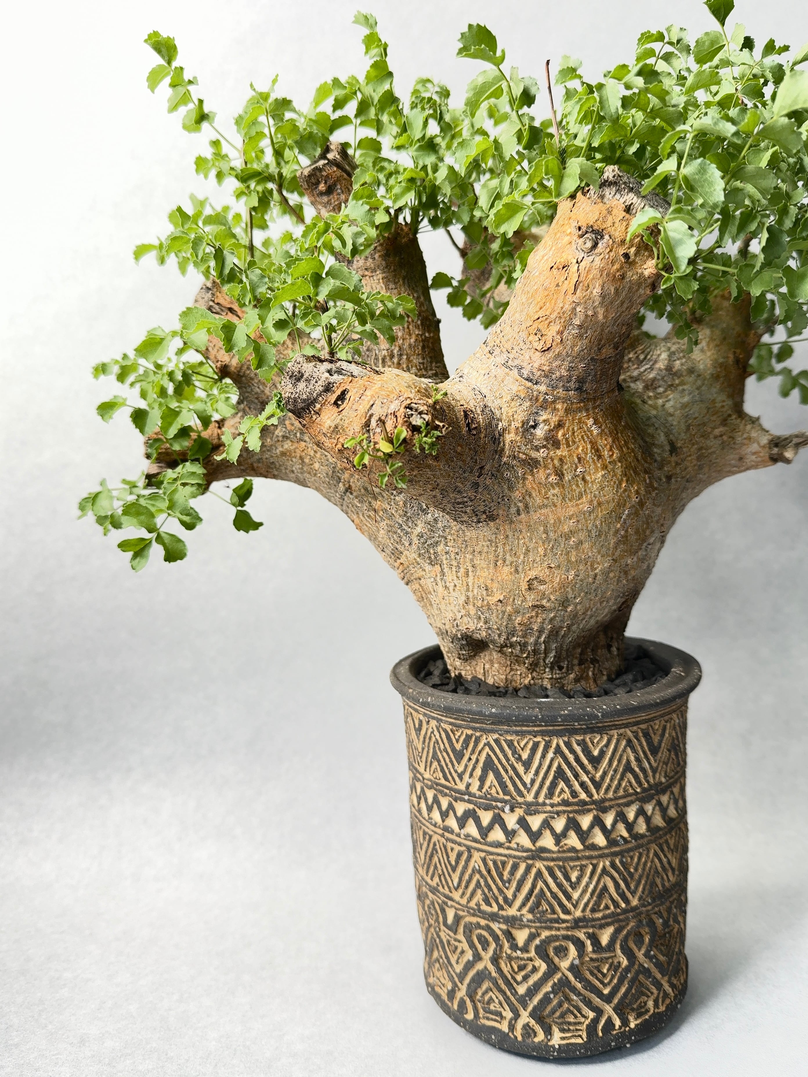 コミフォラ・サクシコラ | trigger