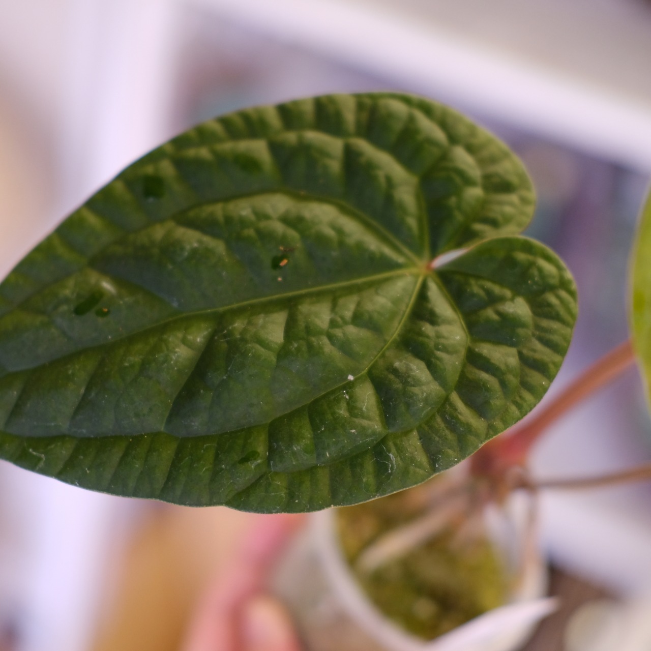 Anthurium Zara Michelle × Anthurium luxurians |アンスリウム・ミシェル × ルクスアリンス②|観葉植物