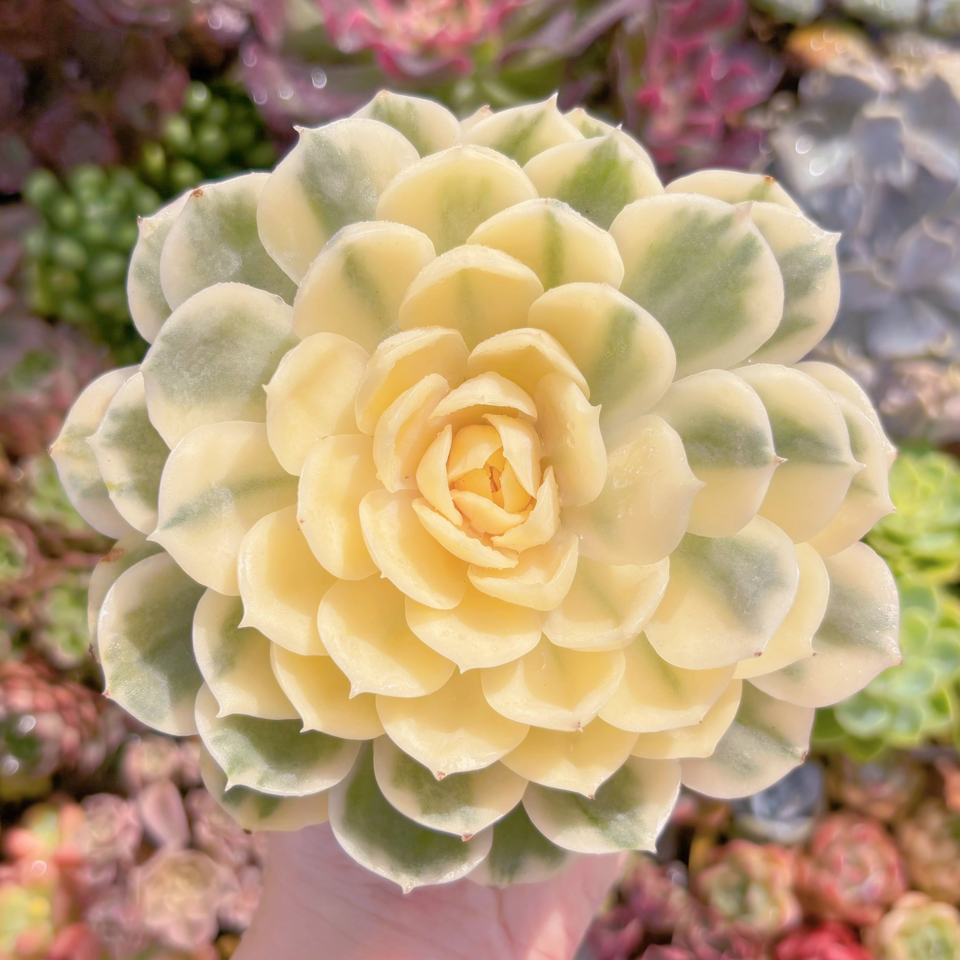 現品　オンスロー錦#609　大苗　るる農園