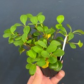 パキセントリア　グラウカ【637】