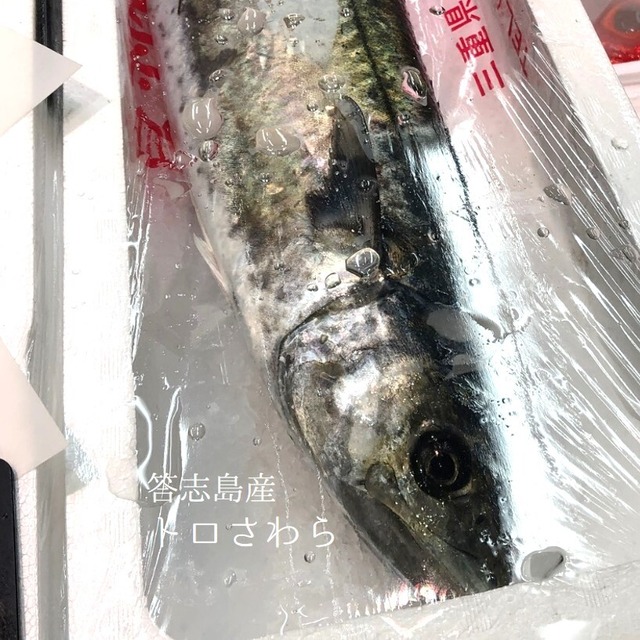 トロ鰆 答志島 三県産 ブランドサワラ 1尾3～3.5キロ【トロさわら 3-3.5kg】冷蔵 豊洲直送