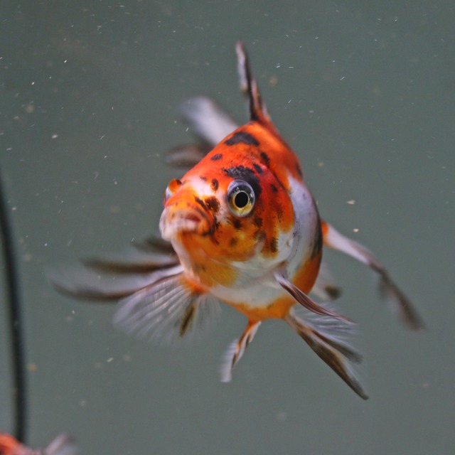 琉金 りゅうきん 3尾セット 金魚 アクアトレンディ