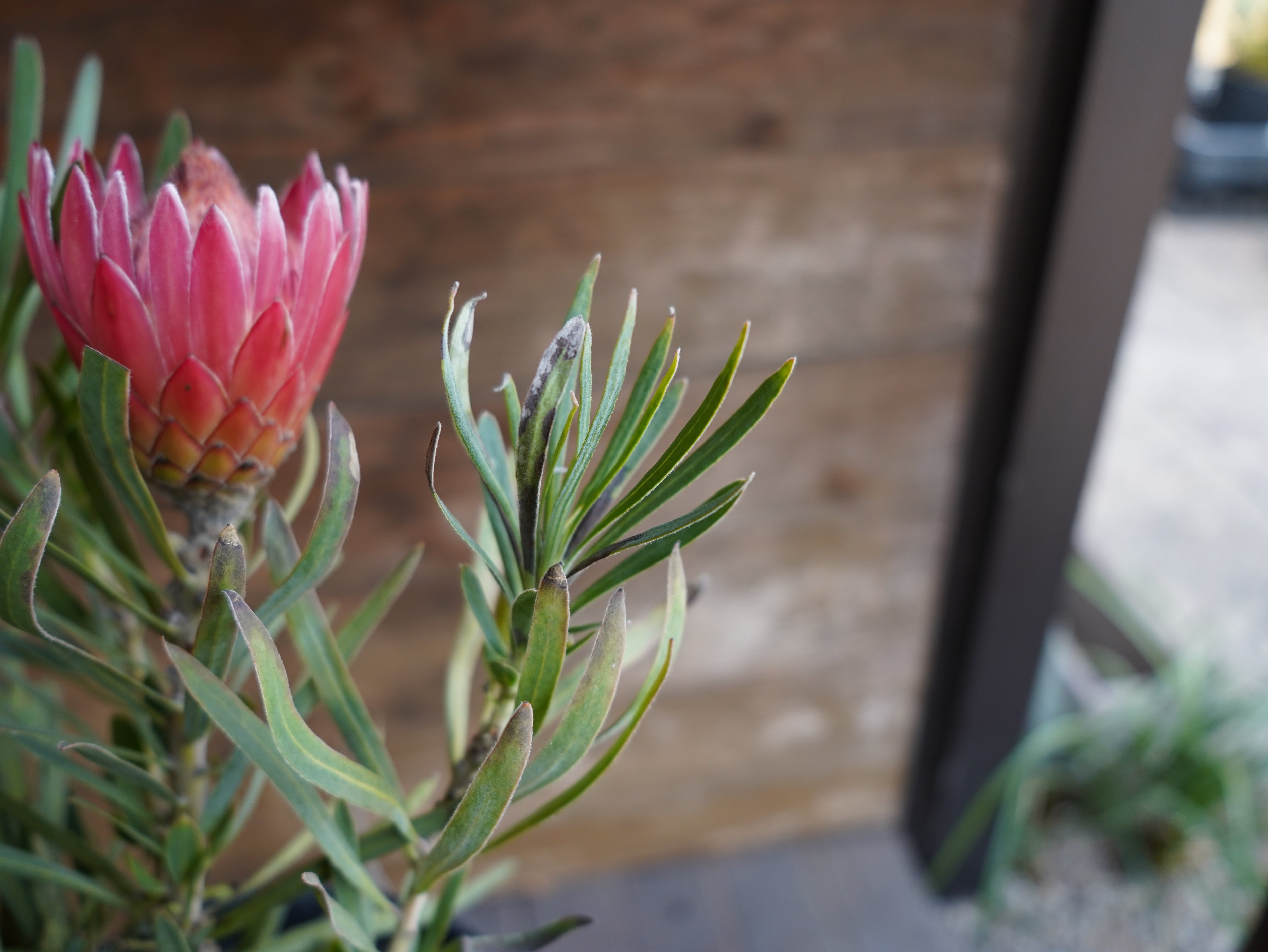 【現物】プロテア ”ピクシー”