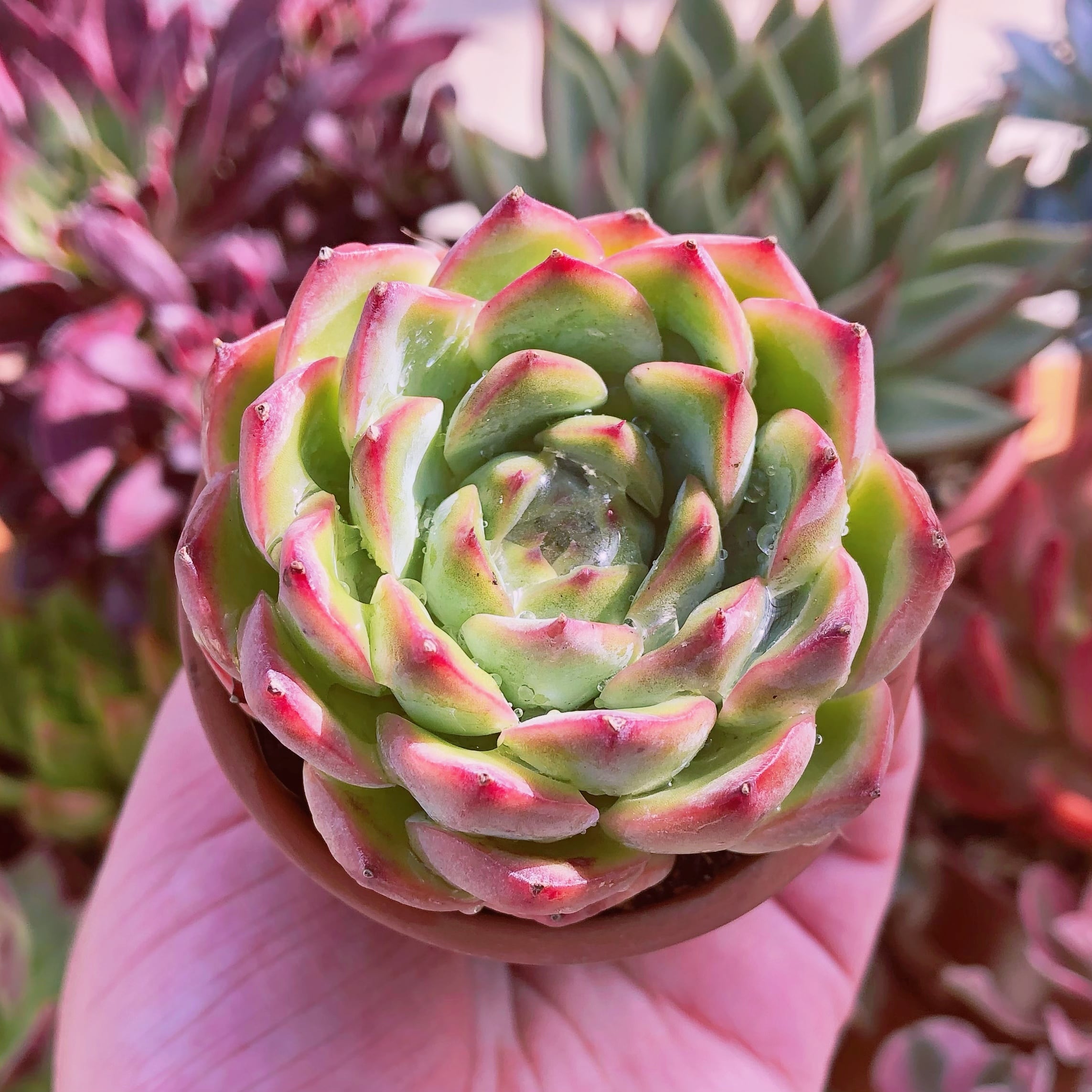 多肉植物 艶姫 | るる農園~多肉植物専門