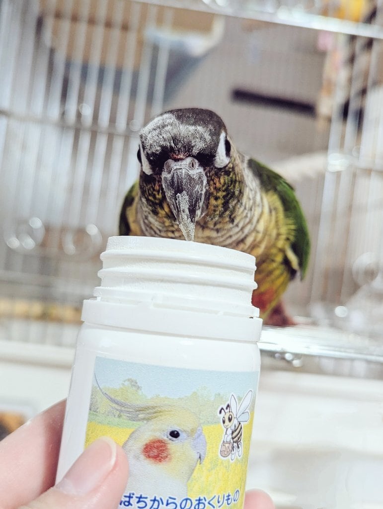 みつばちからのおくりものプロポリス(40g)チョコボB 菜の花畑の