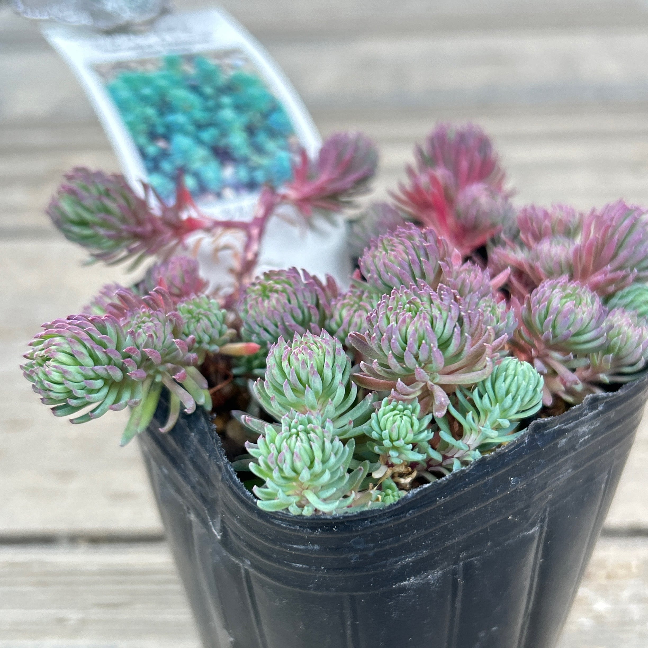 シルバースター セダム | RuPo 多肉植物専門店