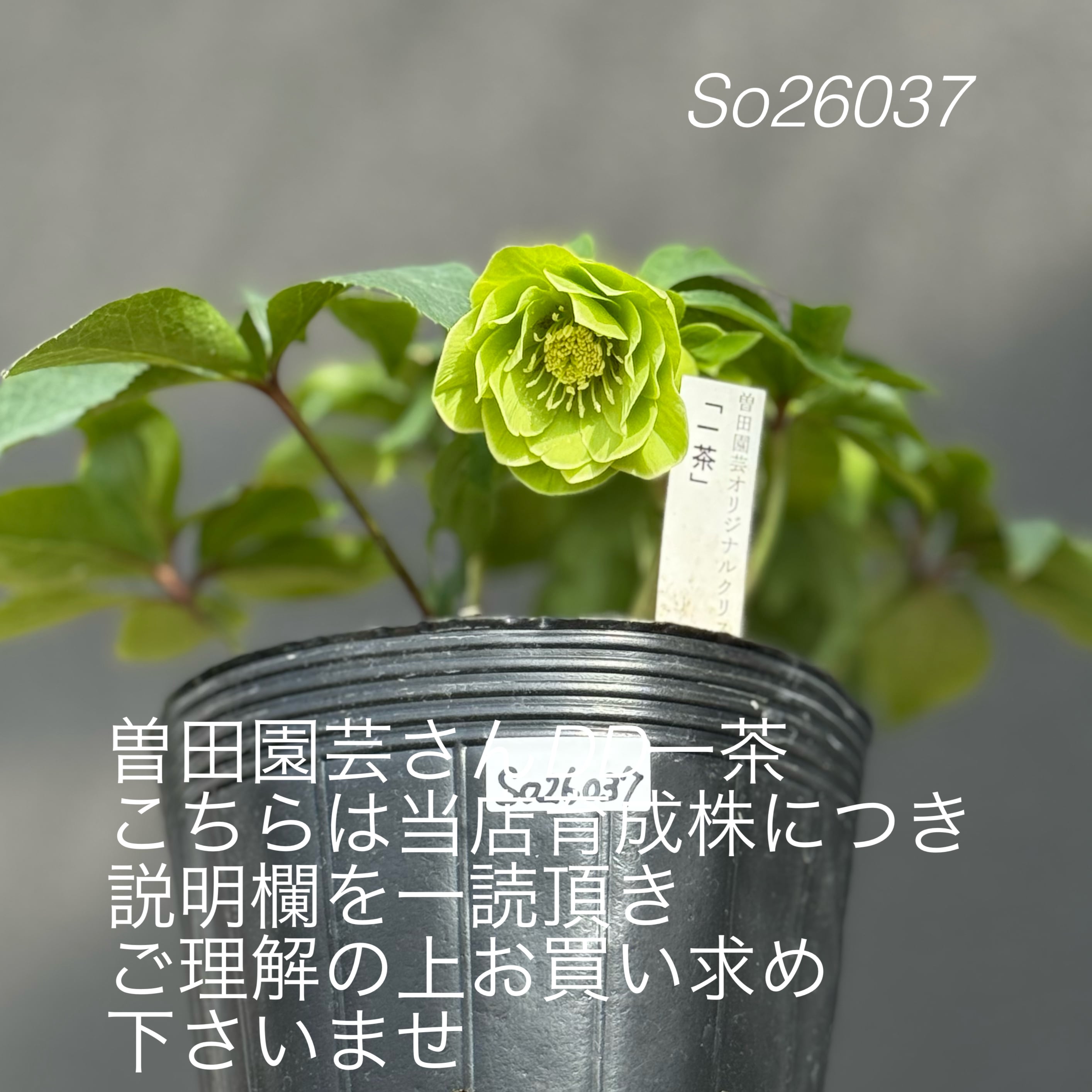 加藤農園クリスマスローズ開花株 超レア！SDモーリーイエロー