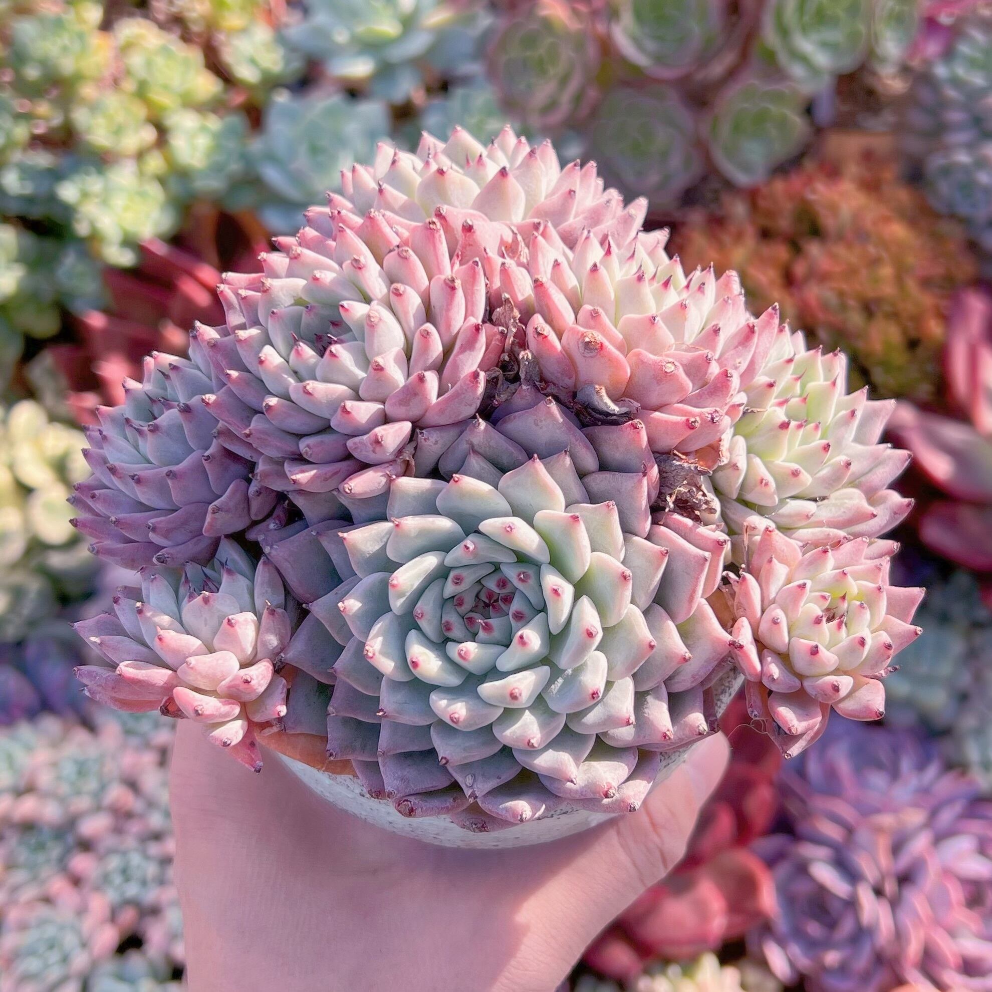 多肉植物 ザラゴーサ 特大群生 新入荷 | るる農園~多肉植物専門