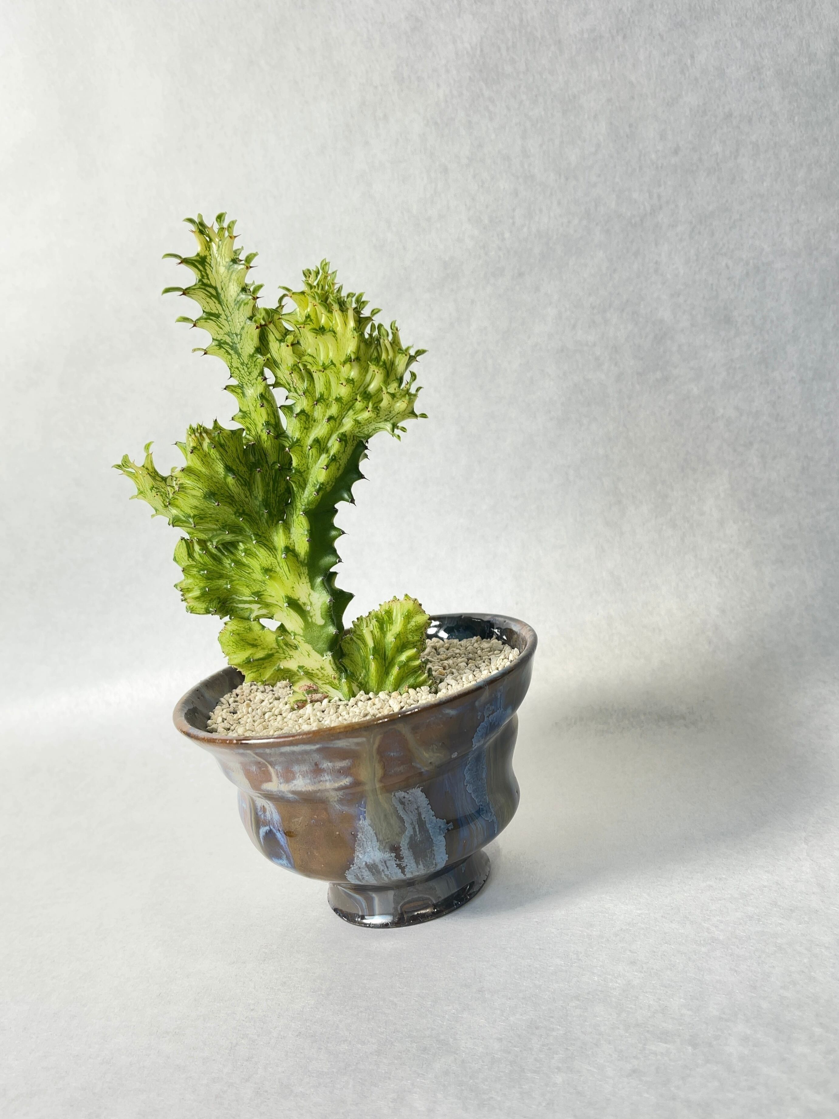 ユーフォルビア・セルティッシュ綴化 | trigger