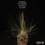 【送料無料】filifolia XL〔エアプランツ〕現品発送T3884