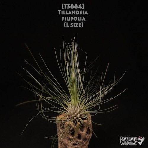 【送料無料】filifolia XL〔エアプランツ〕現品発送T3884