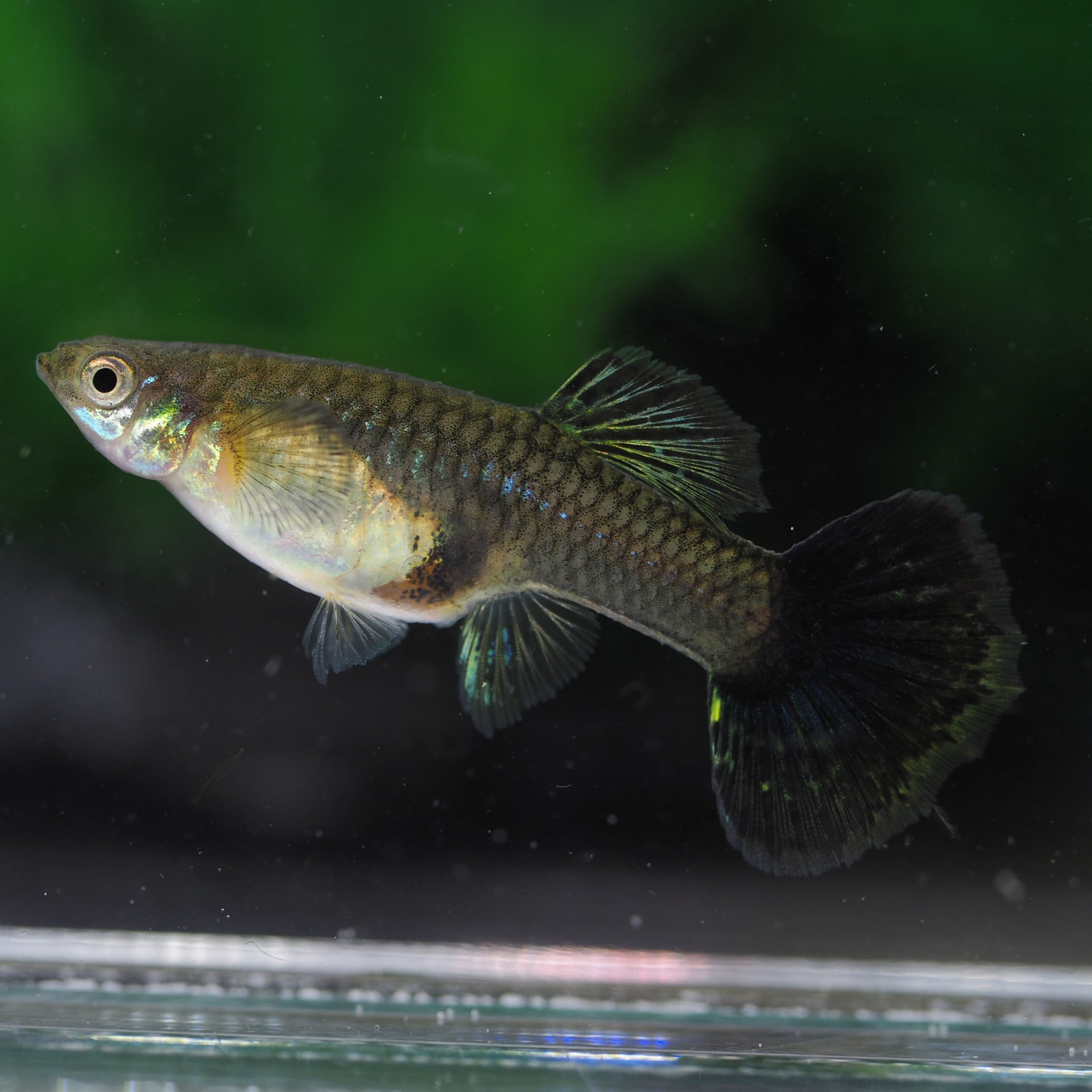 専用プラチナブルードラゴン 2ペア(国産グッピー) | Pay ID