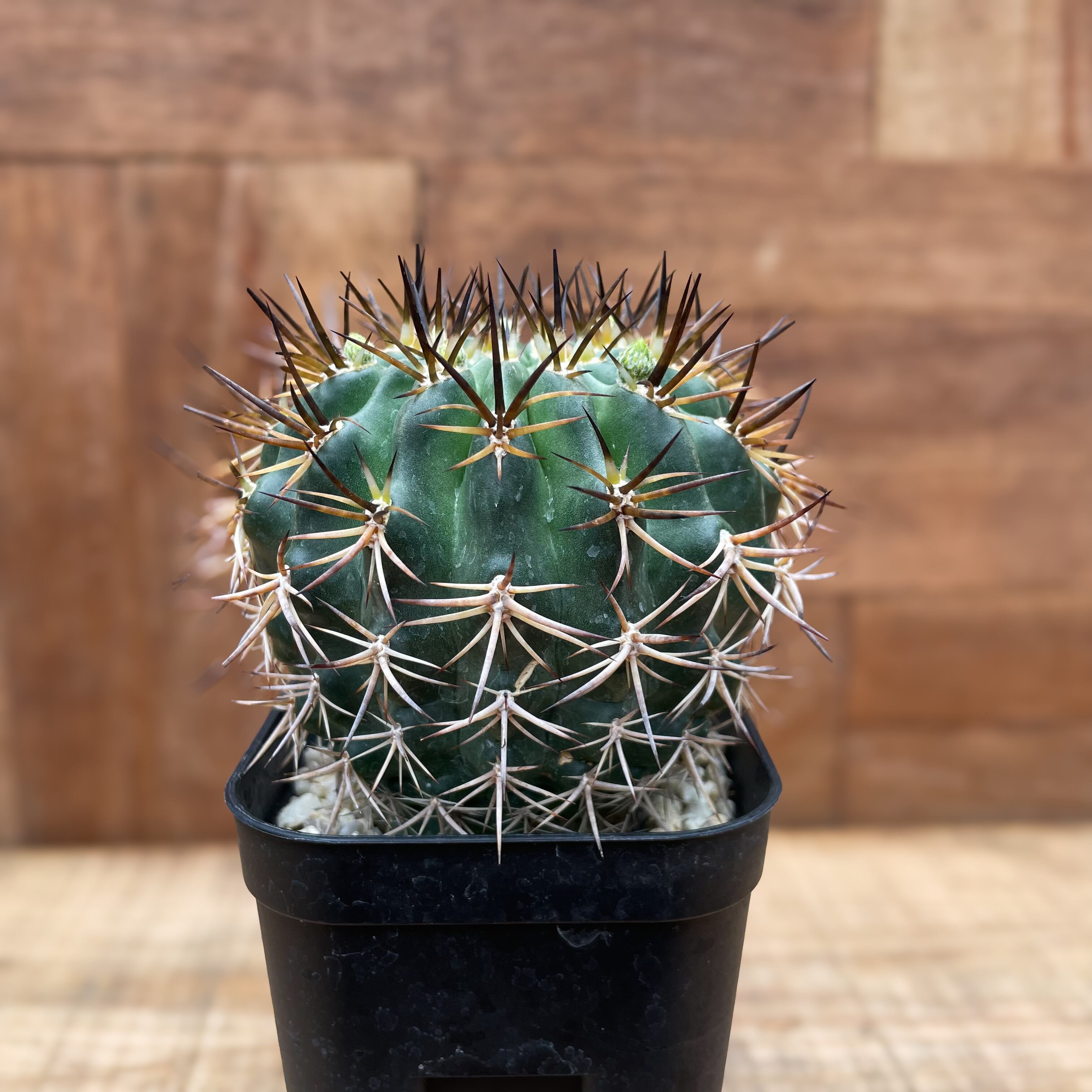 Horridocactus robustus【ホリドカクタス(エリオシケ)・ロブスタス