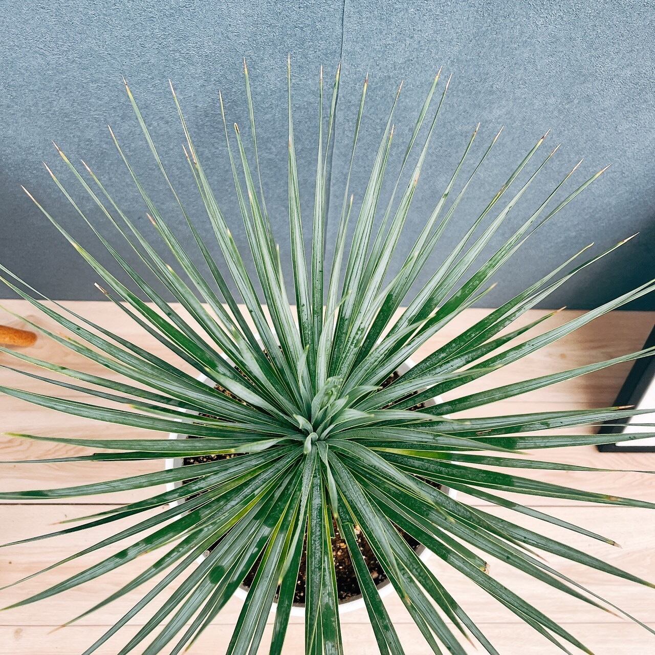 現品］【希少】ユッカ ロストラータ 実生 短葉 幹立 10号 観葉植物