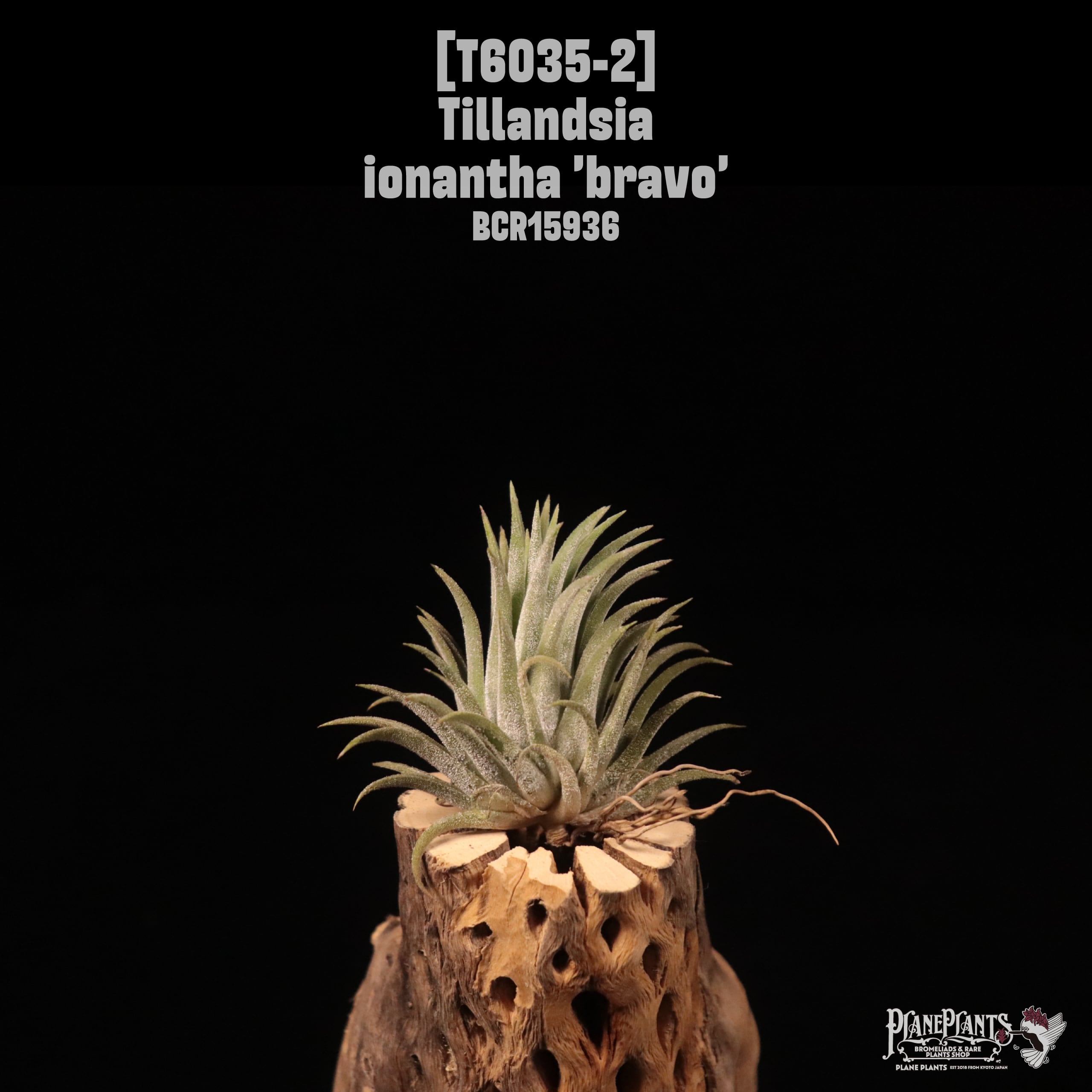 Tillandsia ionantha 'Bravo'〔ティランジア〕T6035-2