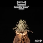Tillandsia ionantha 'Bravo'〔ティランジア〕T6035-2