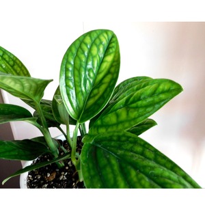 観葉植物 モンステラ　ジェイド シャトルコック White pot 5号鉢　interior　plants monstera