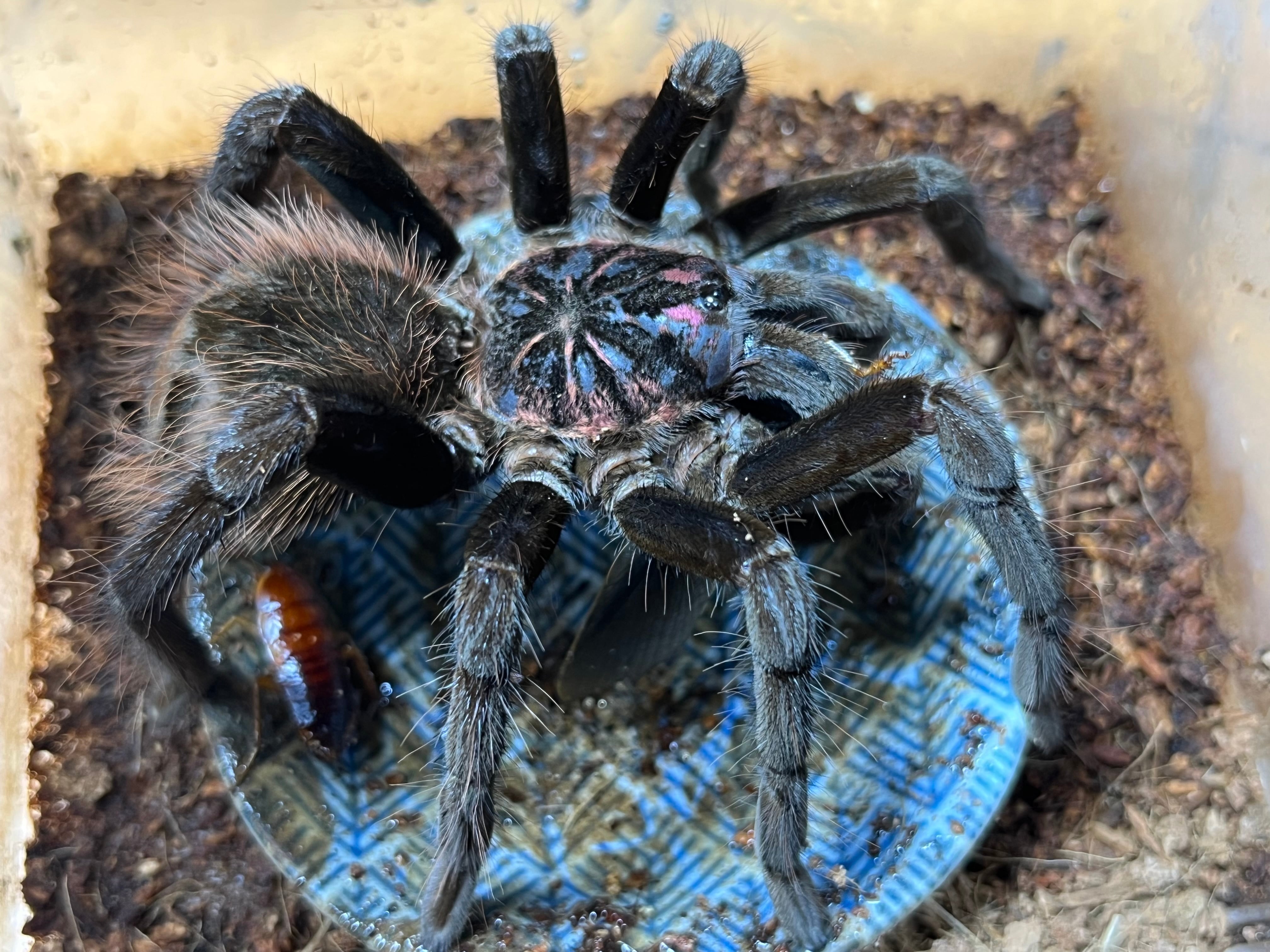 顎特大】オオアゴヘビトンボ ペルー産 奇蟲 タランチュラ ムカデ 標本 顎特大】オオアゴヘビトンボ ペルー産 奇蟲 タランチュラ ムカデ 標本