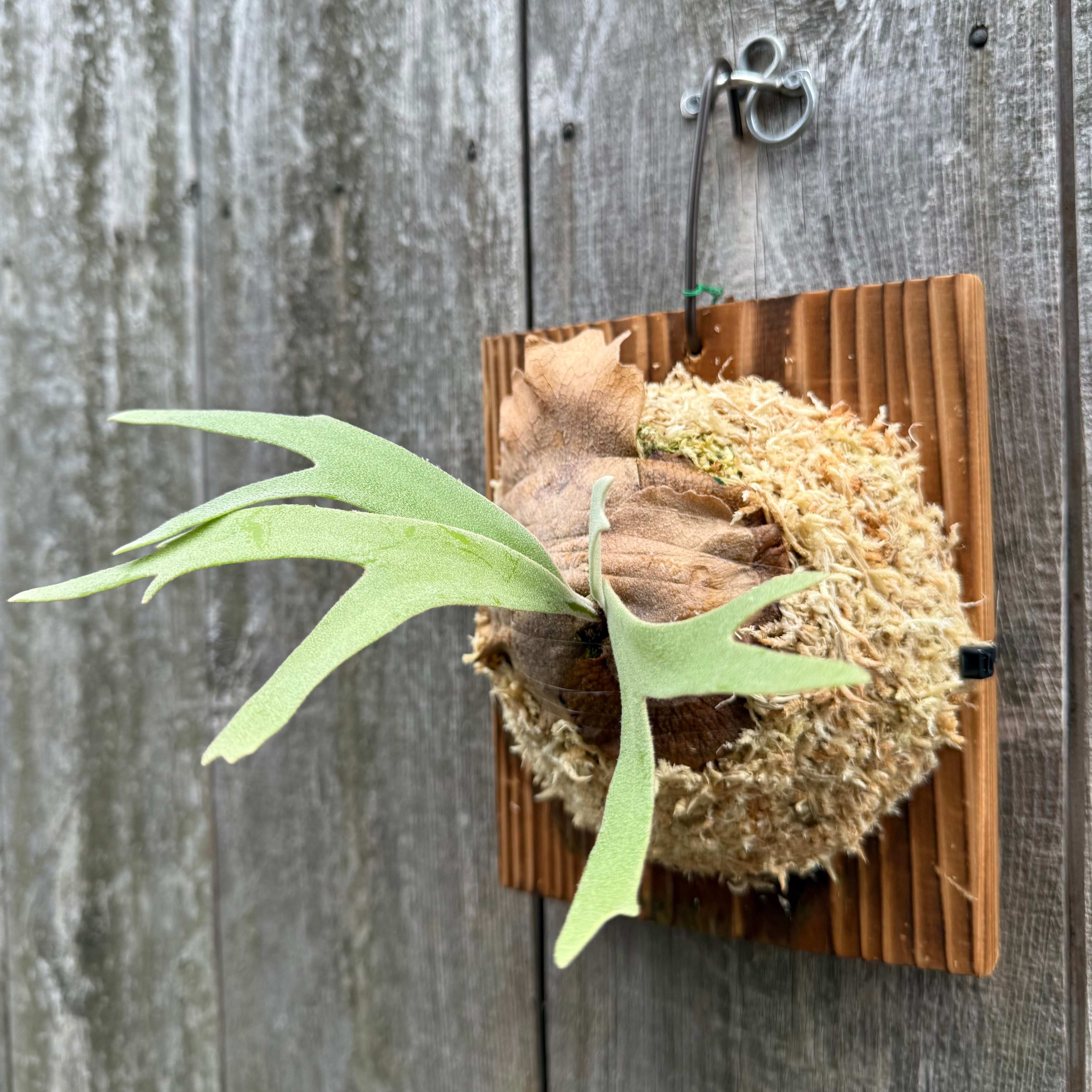 P. willinckii cv. Sombrero (pup) | naturefix