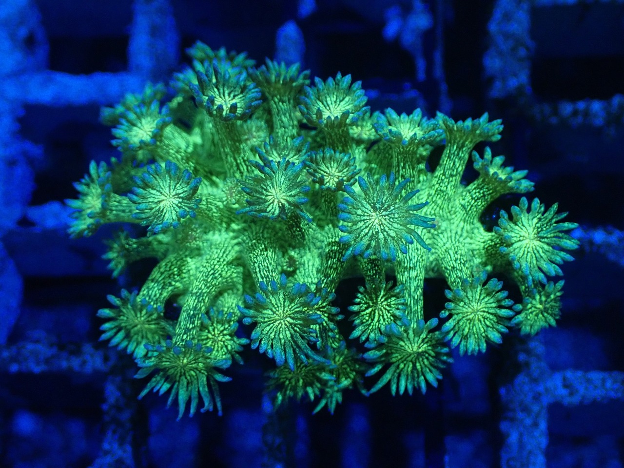 SelectionBaliShip Goniopora BaliGlitter