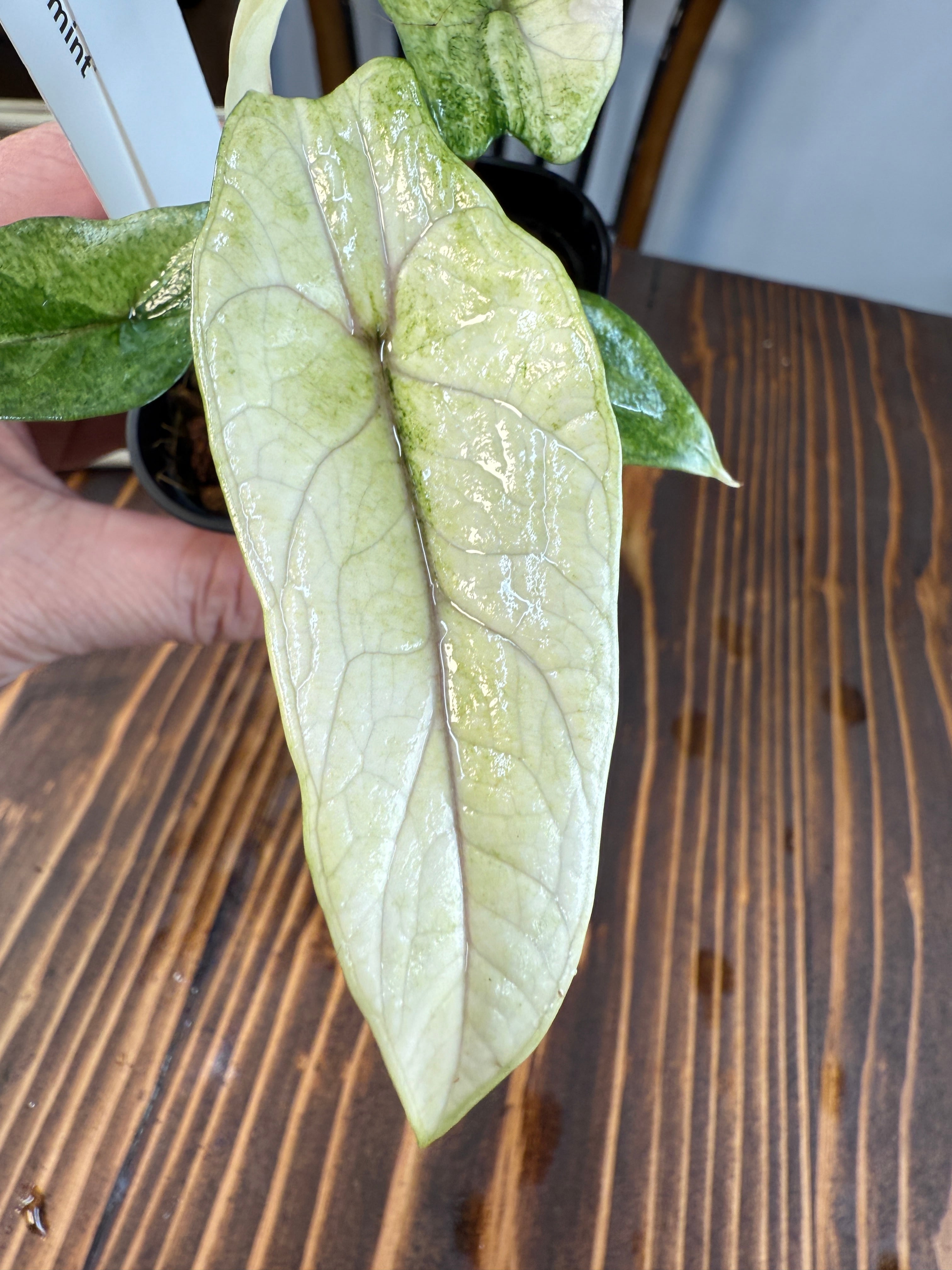 ☆1884【希少種】アロカシア スカルプラム ミント（2.5号ロング硬質